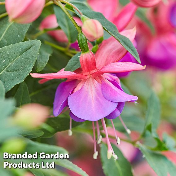 Fuchsia 'Lionita Double Rose-Blue'