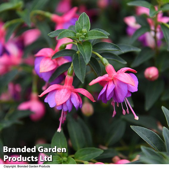 Fuchsia 'Lionita Double Rose-Blue'