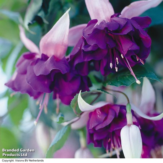 Fuchsia 'Royal Mosaic'