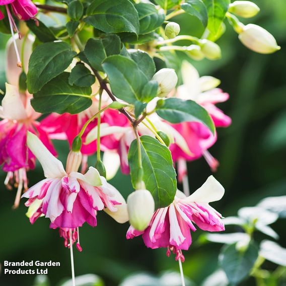 Fuchsia 'Flying Scotsman'