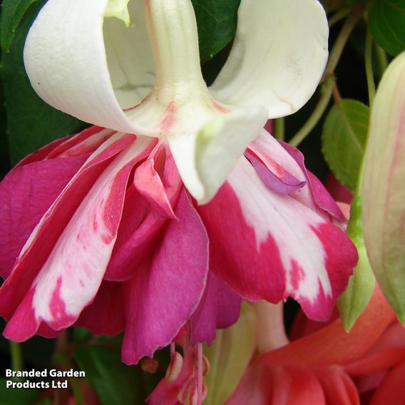 Fuchsia 'Flying Scotsman'