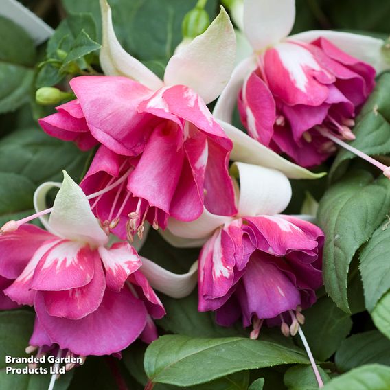 Fuchsia 'Flying Scotsman'