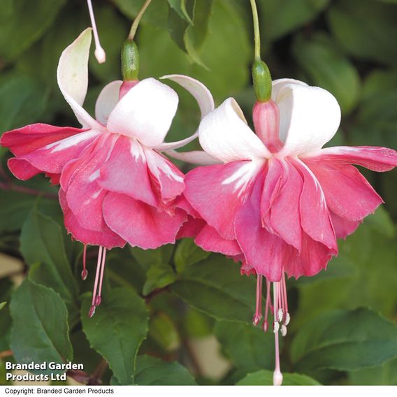 Fuchsia 'Flying Scotsman'