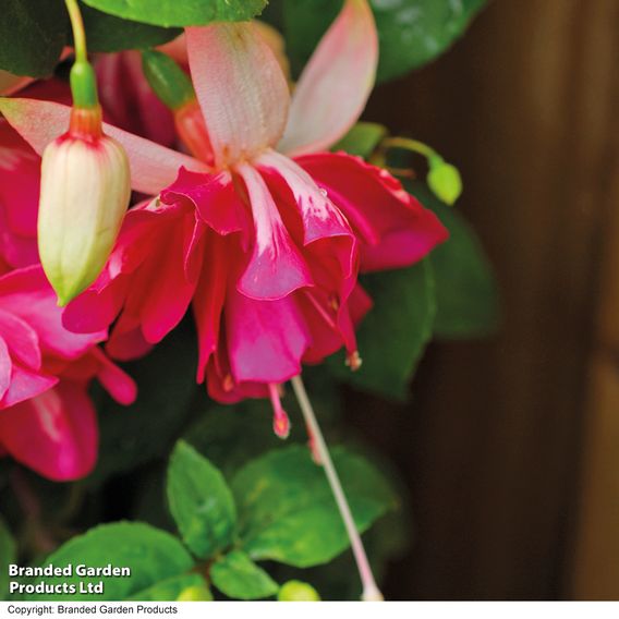 Fuchsia 'Flying Scotsman'