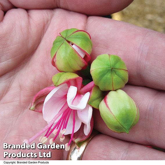 Fuchsia 'Fuchsita Candy'