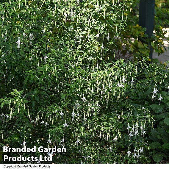 Fuchsia 'Hawkshead' (Hardy)