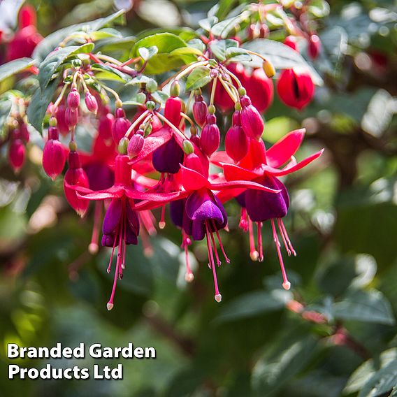 Fuchsia 'Lady Boothby' (Hardy)