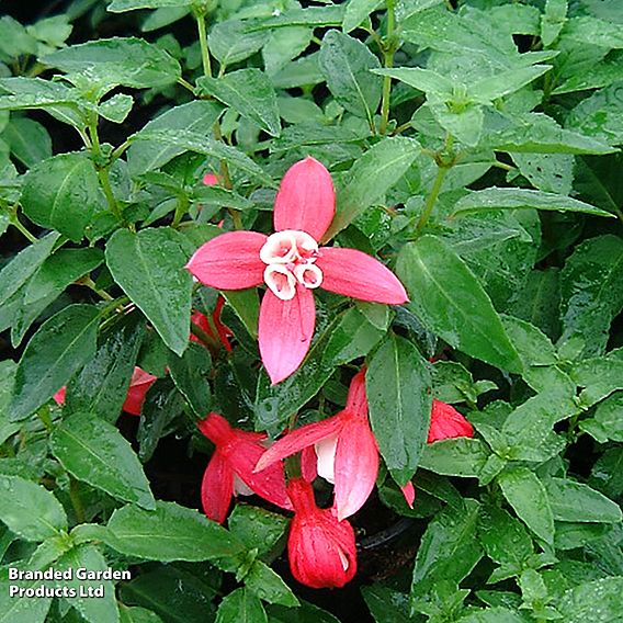 Fuchsia 'Lady Thumb' (Hardy)