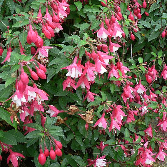 Fuchsia 'Lady Thumb' (Hardy)