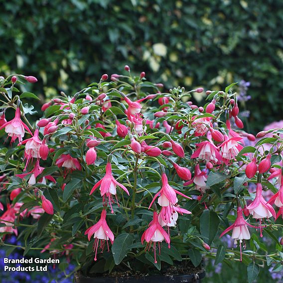 Fuchsia 'Lady Thumb' (Hardy)