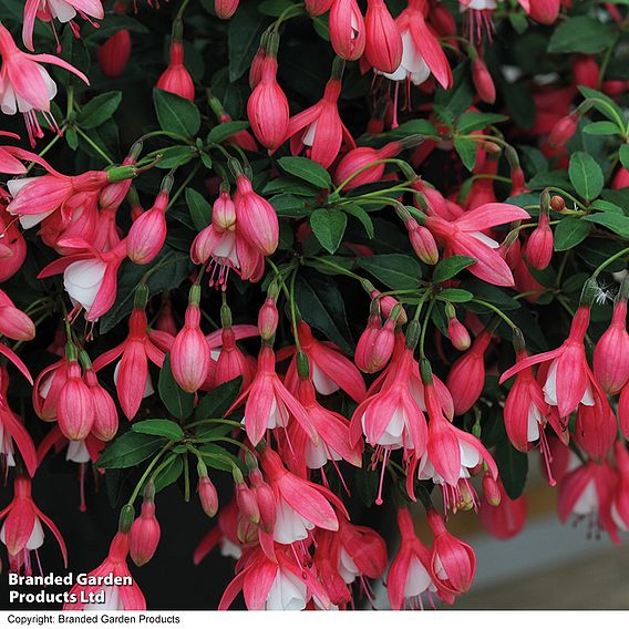 Fuchsia 'Lady Thumb' (Hardy)