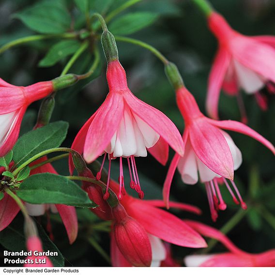 Fuchsia 'Lady Thumb' (Hardy)