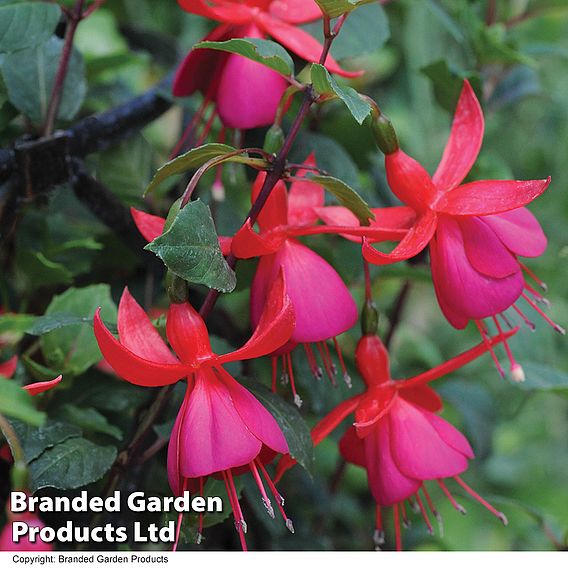 Fuchsia 'Pink Fizz' (Hardy)