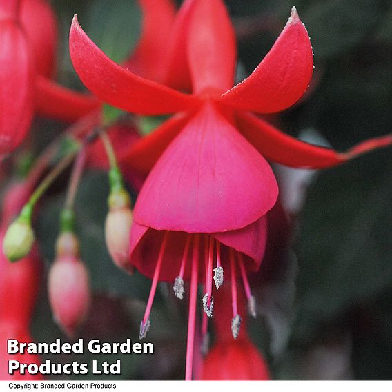 Fuchsia 'Pink Fizz' (Hardy)