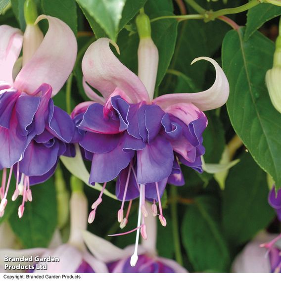 Fuchsia 'Royal Mosaic'