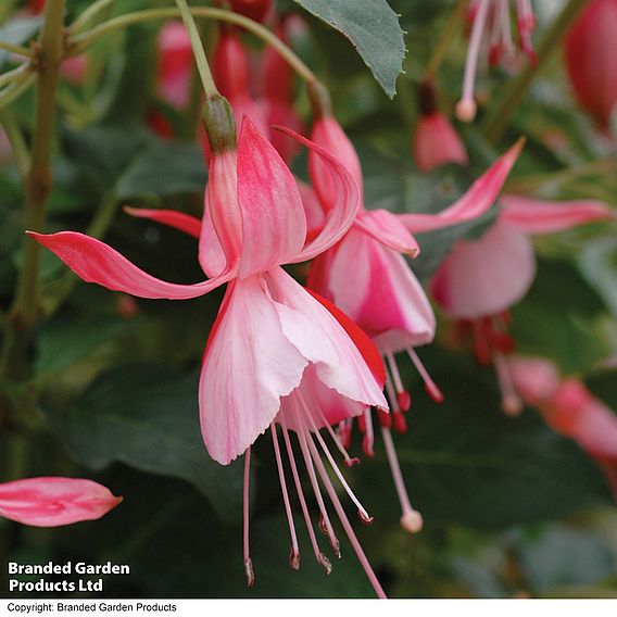 Fuchsia 'Shrimp Cocktail' (Hardy)