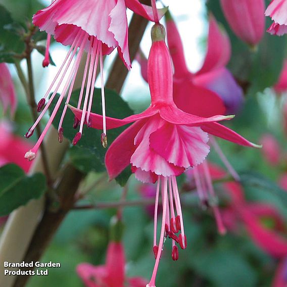 Fuchsia 'Shrimp Cocktail' (Hardy)