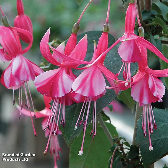 Fuchsia 'Shrimp Cocktail' (Hardy)