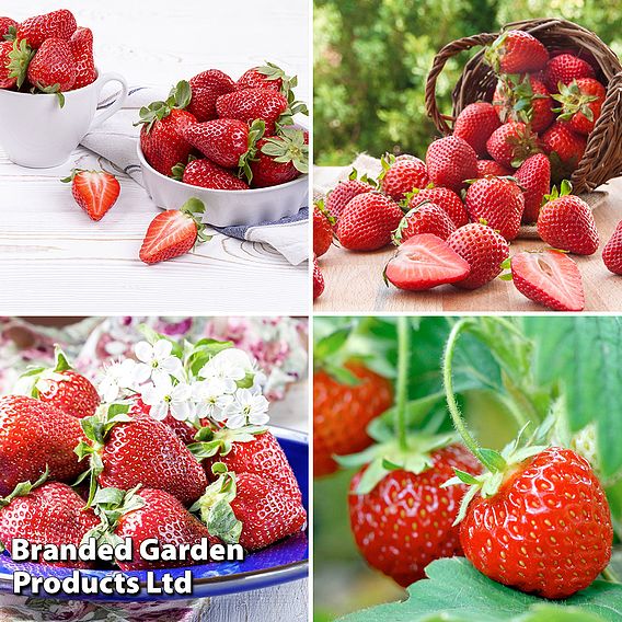 All Season Strawberry Collection