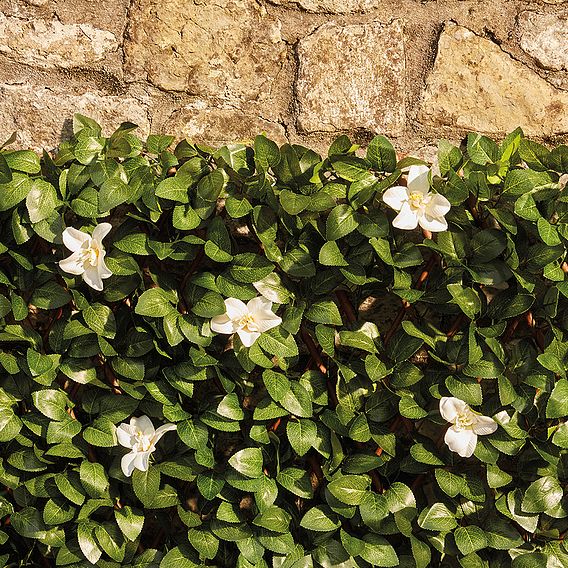 White Flower Folding Hedge Trellis