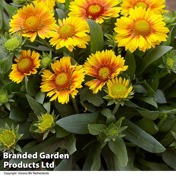 Gaillardia x grandiflora 'Arizona Apricot'