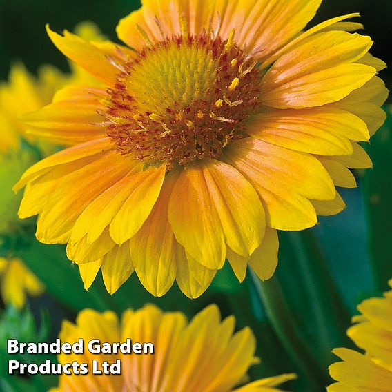 Gaillardia x grandiflora 'Arizona Apricot'