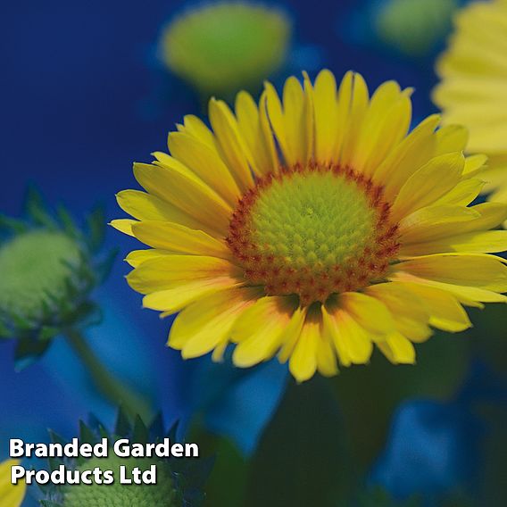 Gaillardia x grandiflora 'Arizona Apricot'