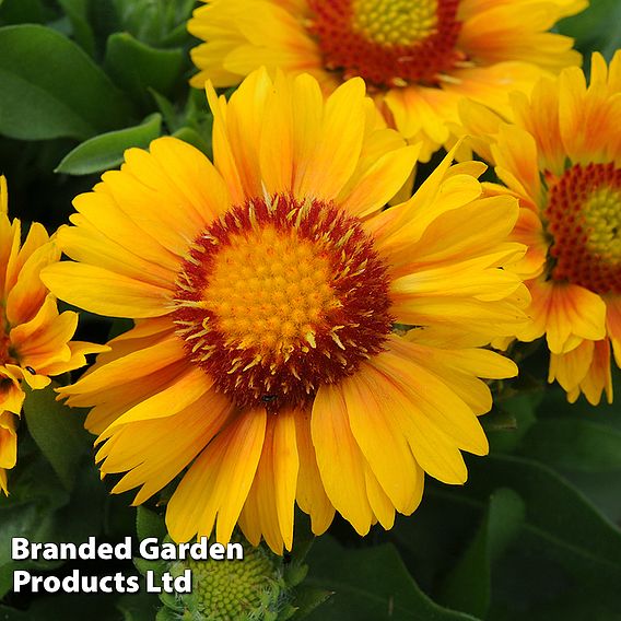 Gaillardia x grandiflora 'Arizona Apricot'