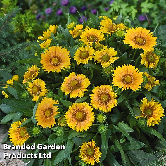 Gaillardia x grandiflora 'Arizona Apricot'