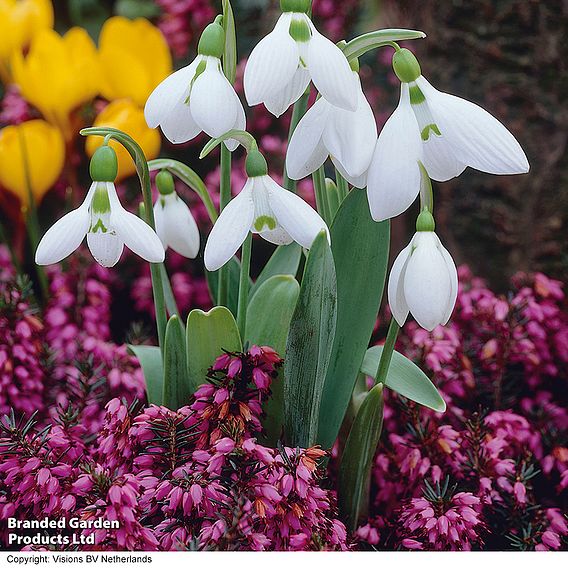 Snowdrop (Greater)