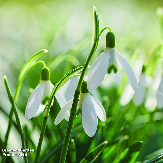 Snowdrop (Greater)