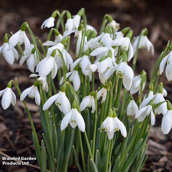 Snowdrop (Greater)