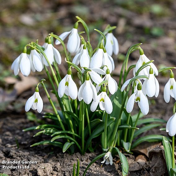 Snowdrop (Greater)