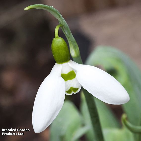 Snowdrop (Greater)