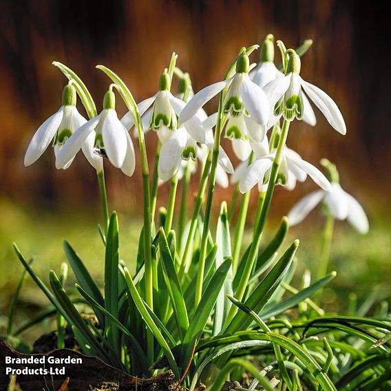 Snowdrop (Greater)