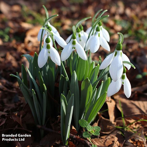 Snowdrop (Greater)