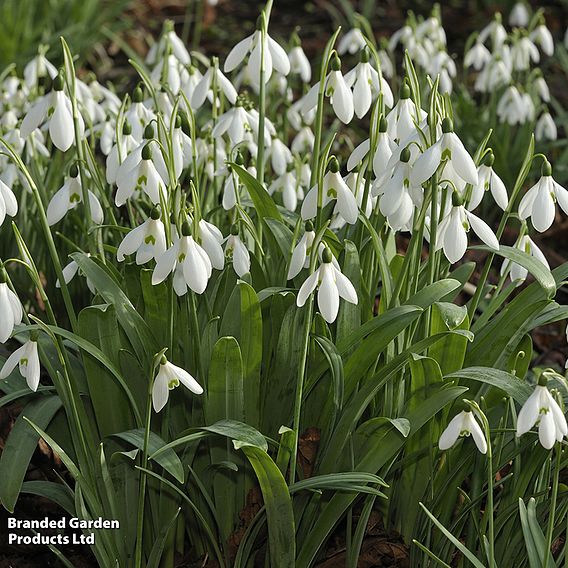 Snowdrop (Greater)