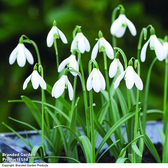 Snowdrop (Greater)