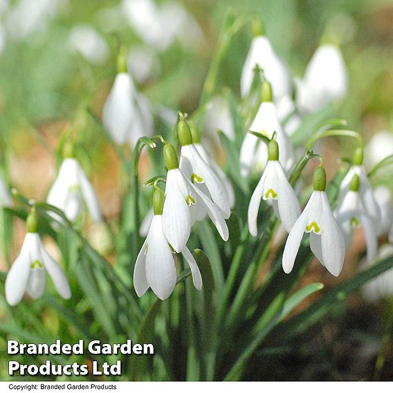 Colourful Spring Bulb Collection