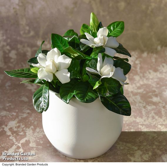 Gardenia 'Snowball'