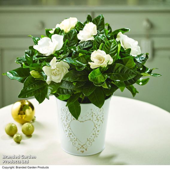 Gardenia 'Snowball'