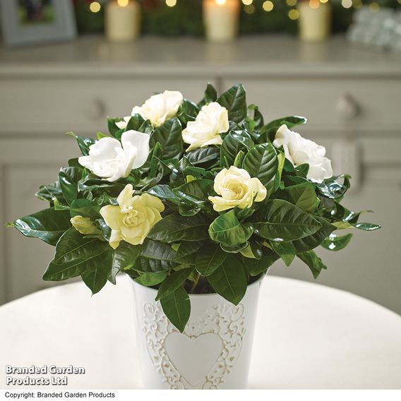 Gardenia 'Snowball'