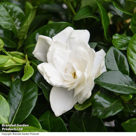 Gardenia 'Snowball'