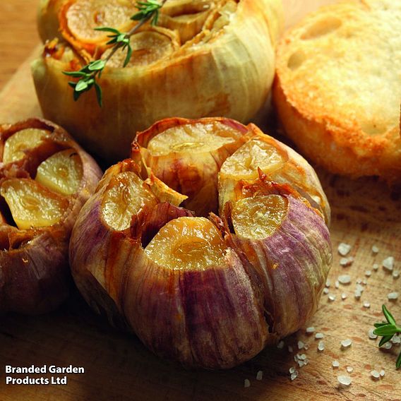 Garlic 'Germidour' (Spring/Autumn Planting)