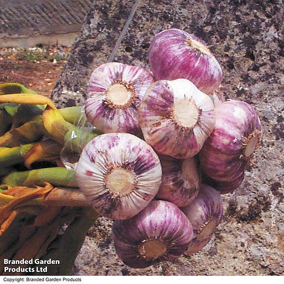 Garlic 'Germidour' (Spring/Autumn Planting)