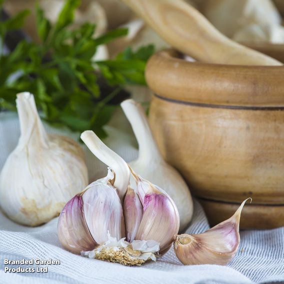 Garlic Autumn Duo