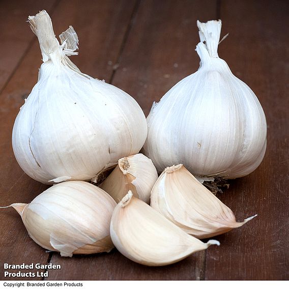 Garlic 'Messidrome' (Autumn Planting)