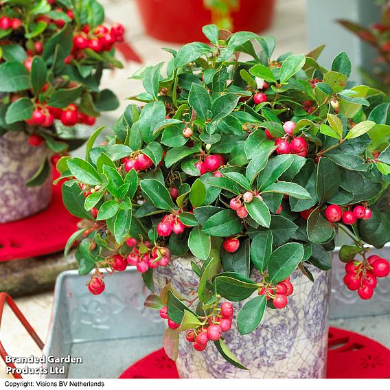 Gaultheria procumbens