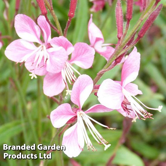 Gaura lindheimeri Siskiyou Pink