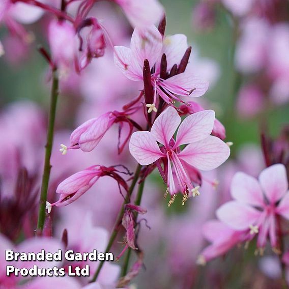 Gaura 'Baby Butterfly Dark Pink'